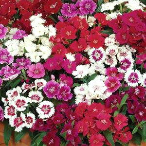 Ideal Dianthus Seeds