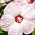 Disco Belle Pink Hibiscus Seeds