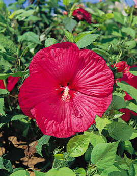 Disco Belle Rosy Red Hibiscus Seeds