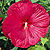 Disco Belle Rosy Red Hibiscus Seeds