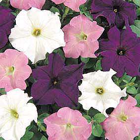 Dreams Waterfall Mix Petunia Seeds