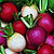 Easter Egg Blend Radish Seeds