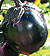Black Beauty Eggplant Seeds