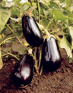 Dusky F1 Hybrid Eggplant Seeds