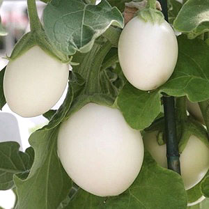 Container Patio Eggplant Ivory F1 Seeds