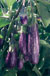 Fairy Tale Eggplant Seeds