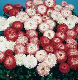 Habanera English Daisy Seeds