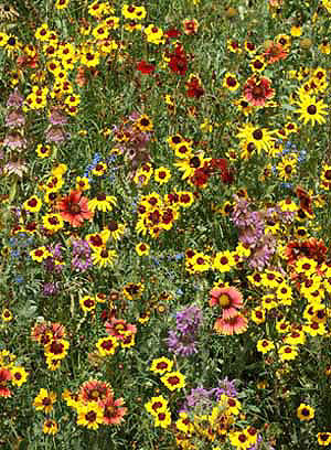 Eastern Honey Bee Pollinator Seed Mix
