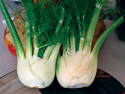 Florence Fennel Seeds