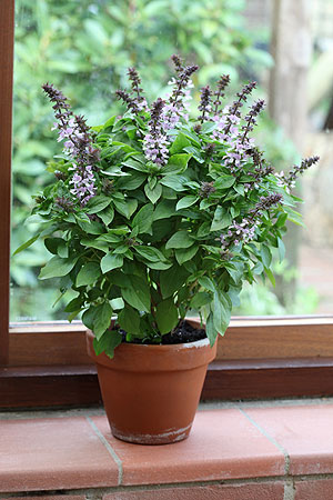 Container Patio Floral Spirals Lavender Basil Seeds