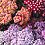 Flowerburst Red Shades Yarrow Seeds