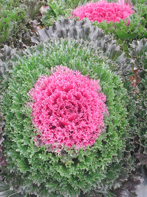 Flowering Glamour Red F1 Ornamental Kale Seeds