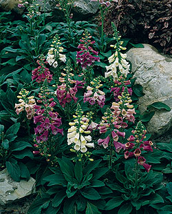 Foxy Foxglove Seeds