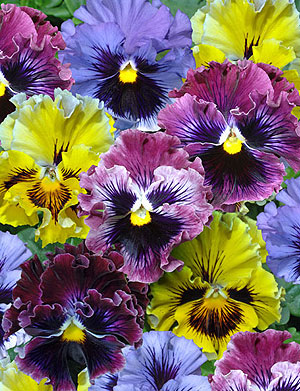 Frizzle Sizzle Mix F1 Pansy Seeds