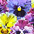 Frizzle Sizzle Mix F1 Pansy Seeds
