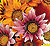  Gazania Kiss Mix Seeds