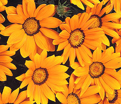 Daybreak Orange Gazania Seeds