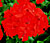 Bullseye Scarlet Geranium Seeds