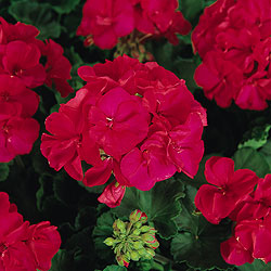Cherry Geranium Seeds