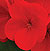 Pinto Premium Deep Red F1 Geranium Seeds