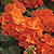Geranium Maverick Orange F1 Seeds