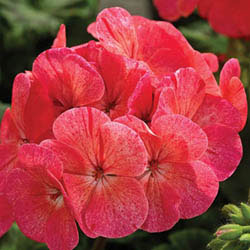 Geranium Maverick Salmon Confetti F1 Seeds