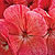 Geranium Maverick Salmon Confetti F1 Seeds