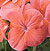 Pinto Premium Salmon F1 Geranium Seeds