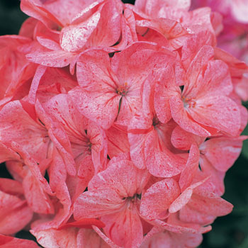 Divas Raspberry Ripple F1 Geranium Seeds