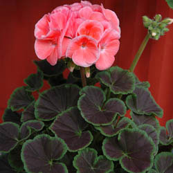 Geranium Salmon Seeds