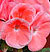Geranium Salmon Seeds