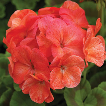 Pinto Premium Salmon Splash F1 Geranium Seeds