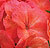 Pinto Premium Salmon Splash F1 Geranium Seeds