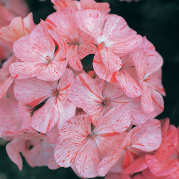 Divas Strawberry Ripple F1 Geranium Seeds