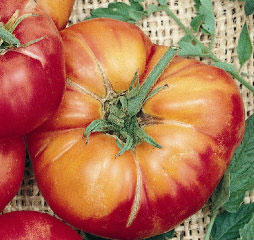 German Johnson OP Tomato Seeds