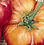 German Johnson OP Tomato Seeds