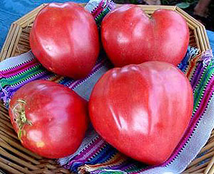 Giant Oxheart Tomato Seeds