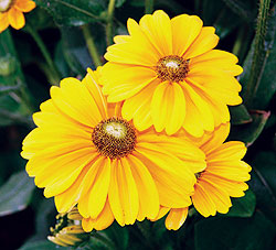 Irish Spring Gloriosa Daisy Seeds