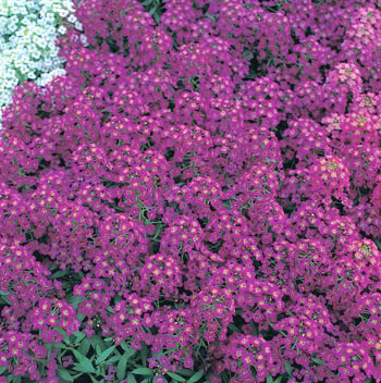 Golf Violet Alyssum Seeds