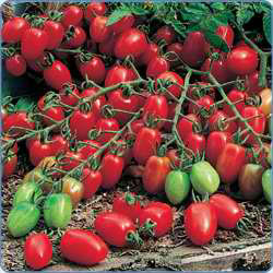Grapette Tomato Seeds
