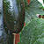 Container Patio Green Bush Zucchini Seeds