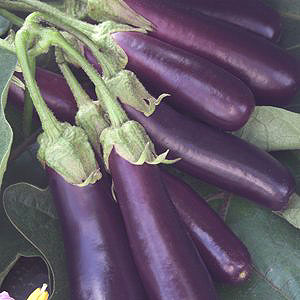 Hansel F1 Eggplant Seeds