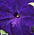 Heat Elite Mambo Blue F1 Petunia Seeds