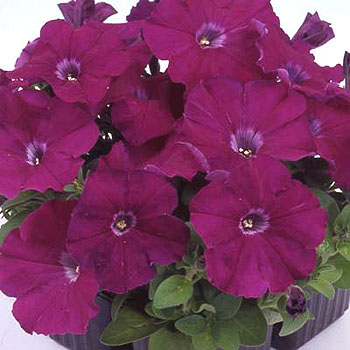 Heat Elite Mambo Purple F1 Petunia Seeds