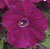 Heat Elite Mambo Purple F1 Petunia Seeds