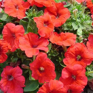 Heat Elite Mambo Red F1 Petunia Seeds
