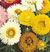 Helichrysum Seeds