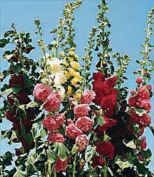 Hollyhock Chater's Double Seeds