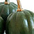 Honey Bear F1 Winter Squash Seeds