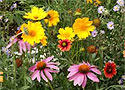 Honey Bee Pollinator Seed Mix